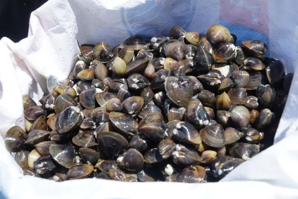 Bí quyết nấu canh hến rau cải xanh thơm ngon và bổ dưỡng